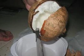 Dừa sáp Trà Vinh. (Nguồn: Internet)