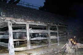 Trong những ngày giá rét cần giữ ấm cho trâu, bò bằng che chắn chuồng hoặc đốt lửa sưởi ấm. (Ảnh: Lê Bá Liễu/TTXVN)