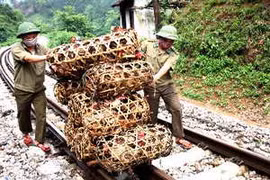 Bắt giữ gia cầm nhập lậu. (Nguồn: TTXVN)