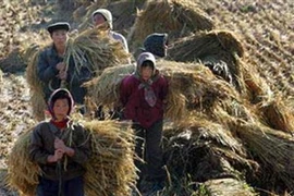 Nông dân Triều Tiên trong vụ thu hoạch mùa màng. (Nguồn: Internet)