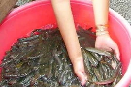 Cá kèo được nhiều người tiêu dùng ưa chuộng vì ngon và bổ dưỡng. (Nguồn: Internet)