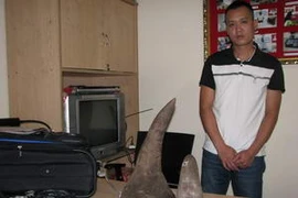 Đối tượng vận chuyển 7,28kg sừng tê giác bị Hải quan Tân Sơn Nhất bắt giữ. (Ảnh: Hoàng Hải/Vietnam+)