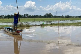 Người dân vùng Đồng Tháp Mười không còn nhiều nguồn lợi từ tôm, cá khi lũ về thấp. (Ảnh: Đức Hạnh/TTXVN)