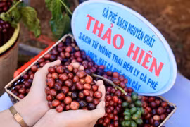 Càphê chín có chất lượng cao hơn, phục vụ xuất khẩu. (Ảnh: Hồng Điệp/TTXVN)