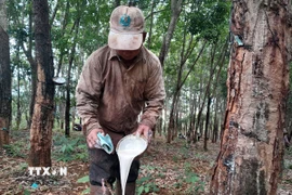 Thu hoạch mủ cao su. (Nguồn: TTXVN)