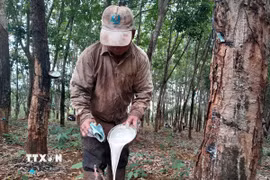 Thu hoạch mủ cao su. (Nguồn: TTXVN)