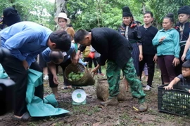 Các đội cân xoài tại phần thi hái xoài tại ngày hội. (Ảnh: Quang Quyết/TTXVN)