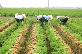 Nông dân xã Đức Chính, huyện Cẩm Giàng (Hải Dương) thu hoạch cà rốt để tiêu thụ trong nước và xuất khẩu sang thị trường Nhật Bản, Malaysia và các nước Trung Đông. (Ảnh: Vũ Sinh/TTXVN)
