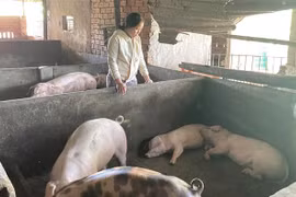 Hộ gia đình chị Trần Đình Thuận, thôn Định Thành, xã Hòa Định Đông, huyện Phú Hòa (Phú Yên) có 28 con lợn được tiêm vaccine phòng dịch tả lợn Châu Phi vừa qua thì hầu hết bỏ ăn, nóng sốt rồi chết. (Ảnh: Tường Quân/TTXVN)