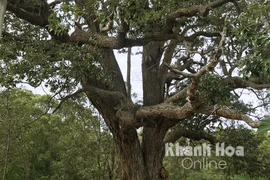 Cây chai lá cong ở Vùng 4 Hải quân, Cam Ranh (Khánh Hòa). (Nguồn: baokhanhhoa.vn)