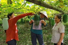 Ảnh minh họa. (Ảnh: TTXVN phát)