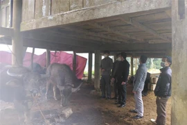 Huyện Quế Phong (Nghệ An) đã thành lập các tổ tuyên truyền, phân công cán bộ cán bộ phụ trách thôn đẩy mạnh tuyên truyền, hướng dẫn người dân phòng, chống rét cho gia súc. (Ảnh: TTXVN)