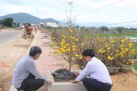 Tuyến đường hoa mai vàng tại xã Nhơn An, thị xã An Nhơn (tỉnh Bình Định). (Ảnh: Phạm Kha/TTXVN)