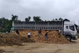 Hiệp hội Sắn Việt Nam cho biết hiện ngành sắn đang phải đối mặt với khó khăn rất lớn và có nguy cơ sụp đổ hoàn toàn khi Tổng cục Thuế có công văn số 632/TCT-TTKT. (Ảnh: Đức Thọ/TTXVN)