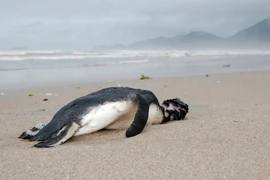 Ảnh minh họa. (Nguồn: worldwildlife.org)