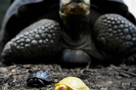 Nguồn: greatlakesadvocate.com.au
