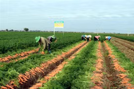 Nông dân xã Đức Chính, huyện Cẩm Giàng (Hải Dương) thu hoạch cà rốt cho tiêu thụ trong nước và xuất khẩu. (Ảnh: Mạnh Tú/TTXVN)