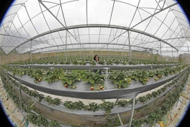 Khu nhà kính trồng dâu tây của Hợp tác xã 19-5, thị trấn Nông trường Mộc Châu (Sơn La). (Ảnh: Trần Việt/TTXVN)