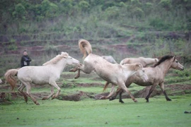 Ảnh minh họa. (Ảnh: Danh Lam/TTXVN)