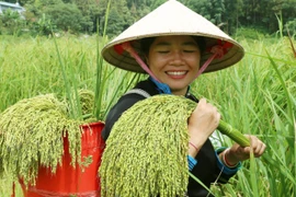 Niềm vui của người nông dân khi được mùa. (Ảnh: Quốc Khánh/TTXVN)