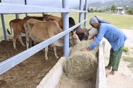 Đồng bào dân tộc Raglai, xã Bắc Sơn, huyện Thuận Bắc (Ninh Thuận) phát triển chăn nuôi. (Ảnh: Nguyễn Thành/TTXVN)