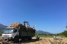 Sản xuất, chế biến mía đường có sự sụt giảm sâu từ khi Việt Nam xoá bỏ quy định về hạn ngạch và giảm thuế nhập khẩu đường xuống mức thấp 5% theo ATIGA, từ đầu năm 2020. (Ảnh: Nguyễn Thị Vân/TTXVN)