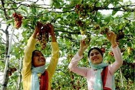 Nho Ninh Thuận. (Ảnh: Internet)