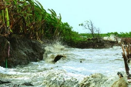 Tuyến đê biển Tây Cà Mau nơi nào cũng sạt lở. (Ảnh: Internet)