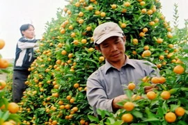 Nông dân ở xã Đông Ngạc chuẩn bị quất cảnh phục vụ Tết Nguyên đán. (Ảnh: Minh Đông/TTXVN)