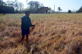 Cánh đồng lúa ở xã Hưng Hội, huyện Vĩnh Lợi, tỉnh Bạc Liêu bị mất trắng do hạn hán và xâm nhập mặn. (Ảnh: Nguyễn Thanh Liêm/TTXVN)