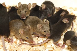 Ảnh minh họa. (Nguồn: gawker.com)