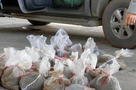 Số lượng tê tê được lực lượng chức năng thu giữ chờ xử lý. (Ảnh: Văn Đức/TTXVN) 