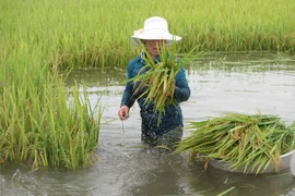 (Ảnh minh họa: Nguyễn Thảo/TTXVN) 