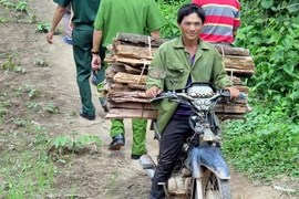 Người dân di cư tự do chở gỗ. (Ảnh: Chu Quốc Hùng/TTXVN)