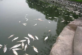 Ảnh minh họa. (Nguồn: TTXVN)