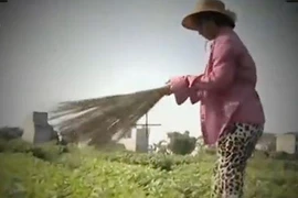 Cảnh cắt từ phóng sự “Cây chổi quét rau” của VTV 