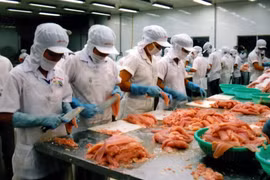 Chế biến cá phi lê xuất khẩu. (Nguồn: TTXVN)
