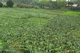 Hoa màu bị ảnh hưởng do mưa giông. (Nguồn: TTXVN)