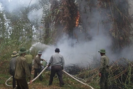 Diễn tập công tác phòng chống cháy rừng. (Ảnh: Huỳnh Sử/TTXVN) 