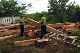 Gỗ do lâm tặc khai thác trái phép bị lực lượng chức năng huyện Vĩnh Linh bắt giữ. (Ảnh: Trần Tĩnh/TTXVN) 