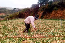 Mưa đá gây thiệt hại. (Ảnh: Đặng Tuấn/Vietnam+)