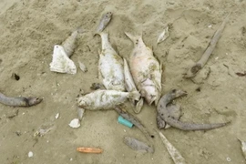 Cá chết dạt vào bờ. (Ảnh: Võ Dung/TTXVN)