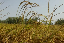 Lúa Đông Xuân trổ bông nhưng bị lép hạt do thiếu nước ngọt. (Ảnh: Duy Khương/TTXVN)