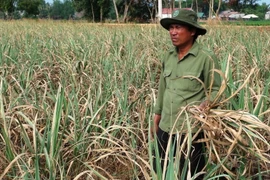 Nông dân trồng mía xót xa trước ruộng mía bị chết dần do thiếu nước tưới. (Ảnh: Thanh Tân/TTXVN)