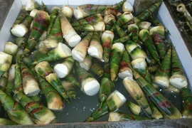 Hàng trăm kg măng tươi tẩm hóa chất. (Ảnh: Đậu Tất Thành/TTXVN)