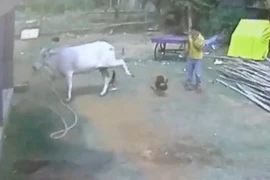 Con bò đá bay đứa trẻ ra phía sau. (Nguồn: The Sun)