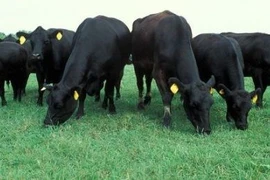 Vì sao Australia quyết định tạm ngừng xuất khẩu bò sang Việt Nam?