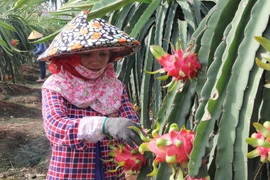 Nông dân chăm sóc thanh long. (Ảnh: Bùi Như Trường Giang/TTXVN)