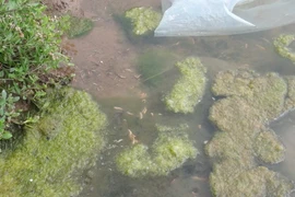 Tôm nuôi bị chết do dịch bệnh đốm trắng. (Ảnh: Xuân Tiến/TTXVN)