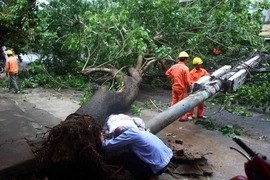 Cây xanh đổ do ảnh hưởng của bão số 1. (Nguồn: TTXVN)